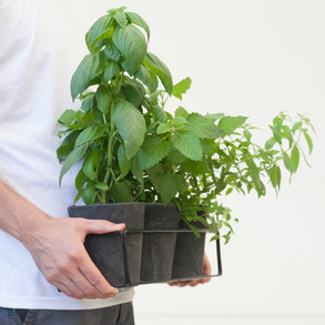 איך לגדל צמחי תבלין בבית