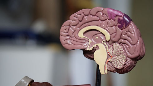 The Stress & Immune Response in Meditati