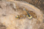 heavy-industrial-excavator-digs-the-ground-and-tra-2023-11-27-05-12-27-utc.jpg