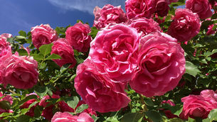 ひだまりの里ささが🌹6月信州スカイパークの薔薇鑑賞🌹