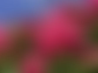 ひだまりの里ささが🌹6月信州スカイパークの薔薇鑑賞🌹