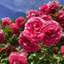 ひだまりの里ささが🌹6月信州スカイパークの薔薇鑑賞🌹　　　　　　　　　　　　　　　