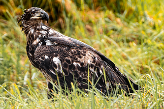 Juv Bald Eagle 1.png