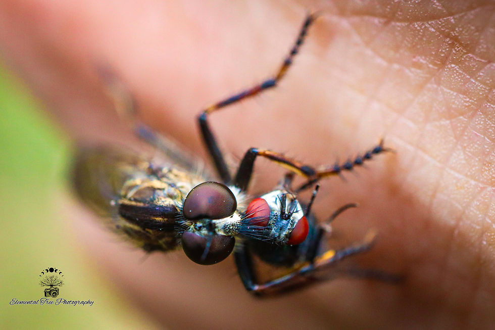 Macro photograph of two insects battling it out on my husbands' hand.