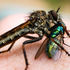 Exploring Mini Worlds: Macro Photography