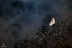 Birds By Moonlight