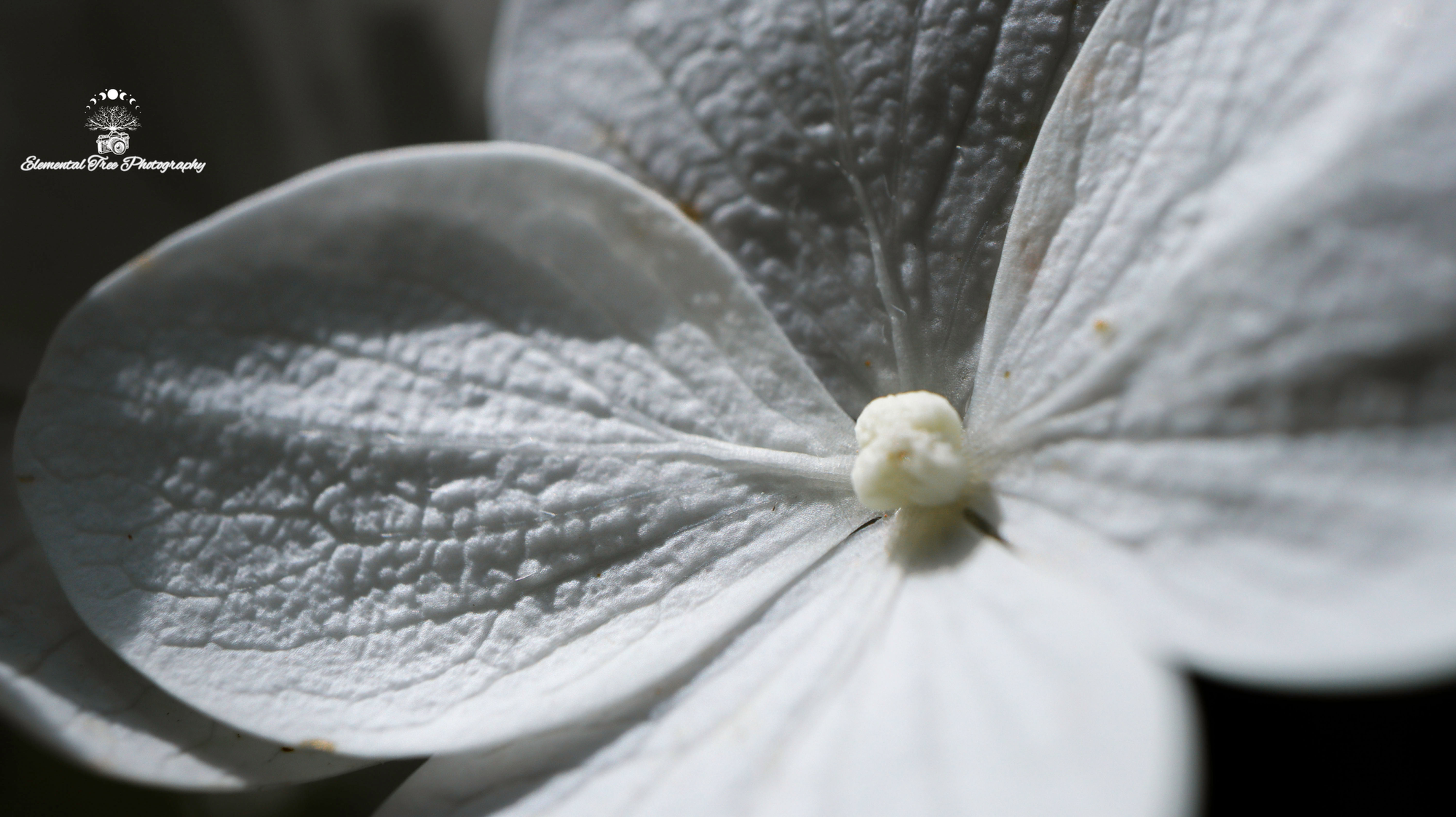 White Flower Bud Macro