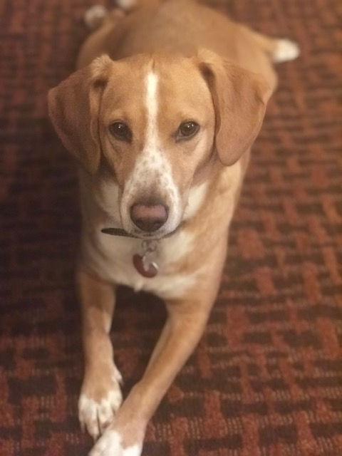 Nixon - Chief Morale Officer at Elliott Clark Consulting