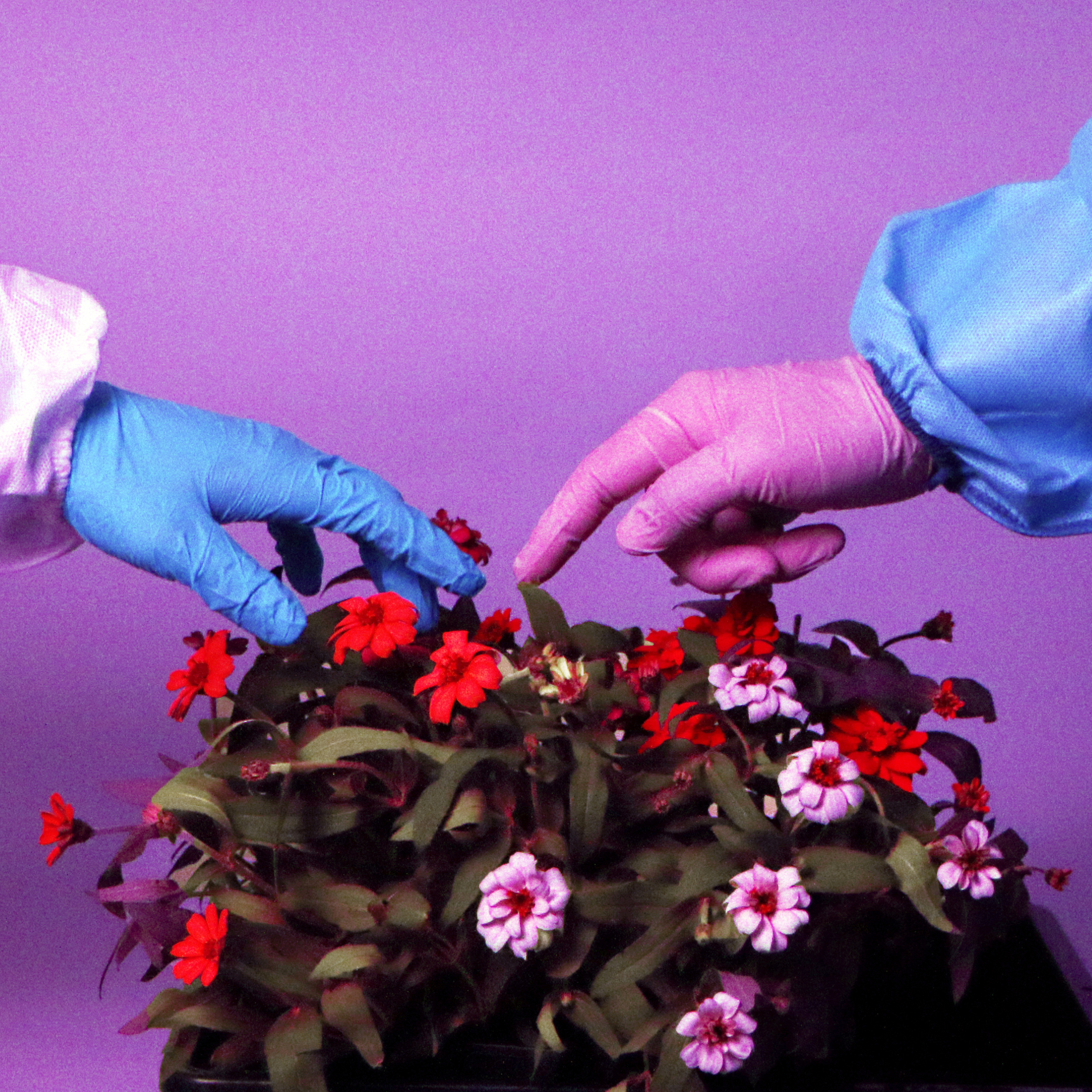 The creation of Adam_b