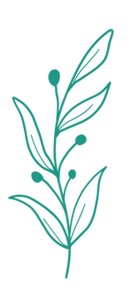 Botanical Illustration