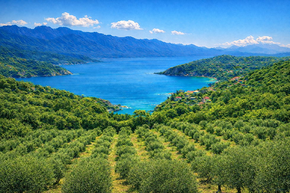 Ryan Olive Tree Website Photo.png