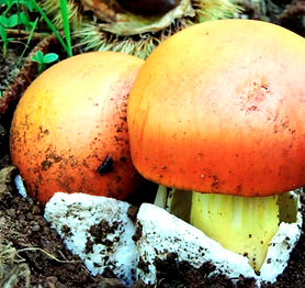 AMANITA CAESAREA.jpg