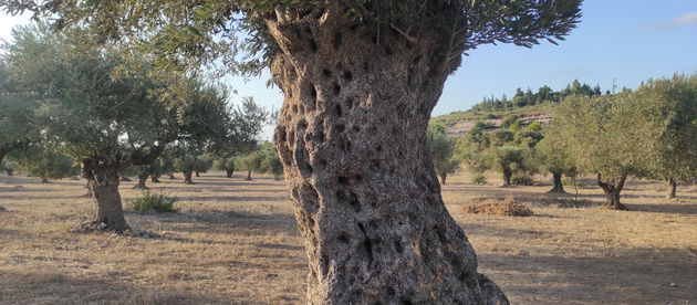 הכוח הסודי שלנו