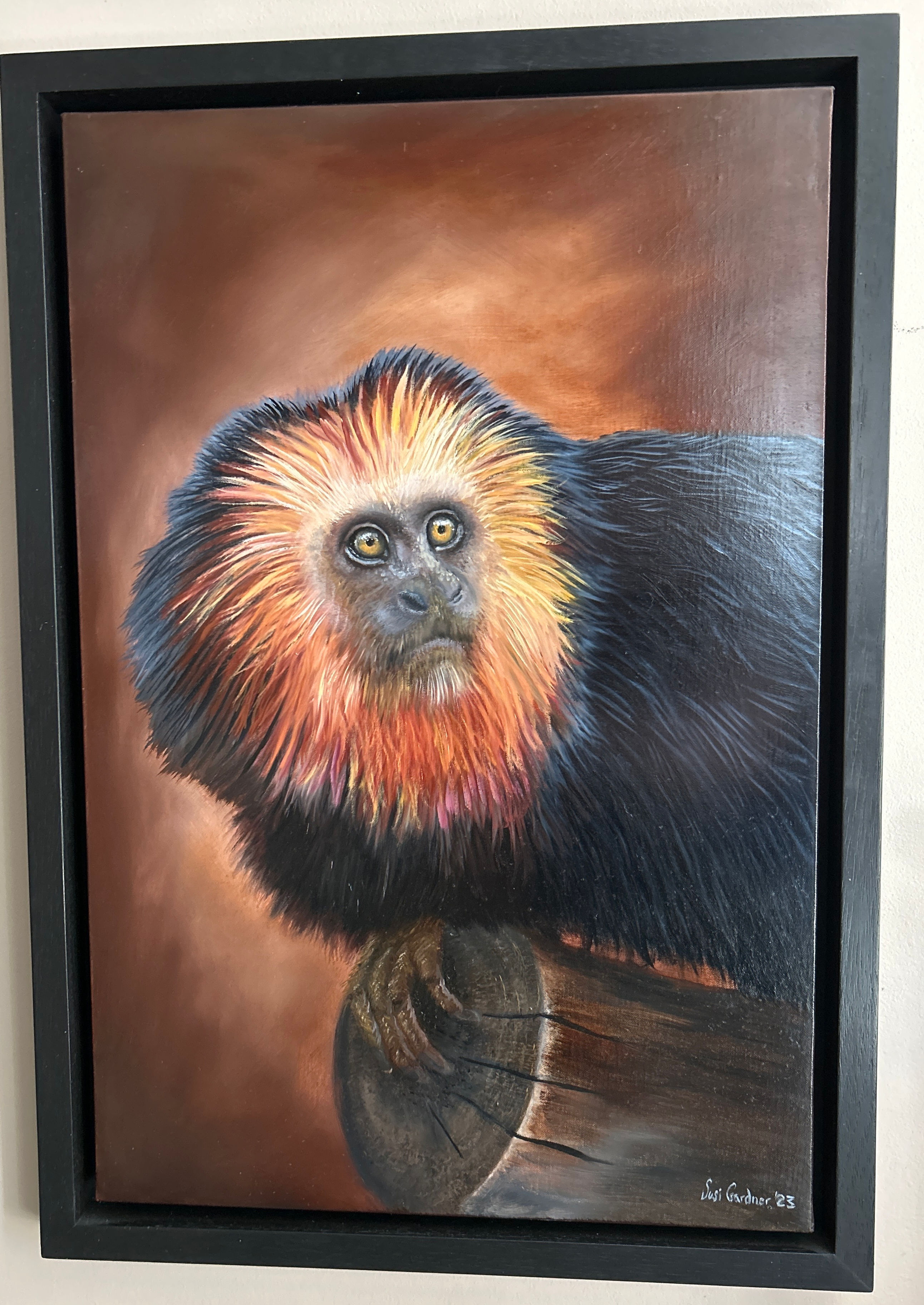 Golden One (Original Golden Headed Tamarin Monkey)