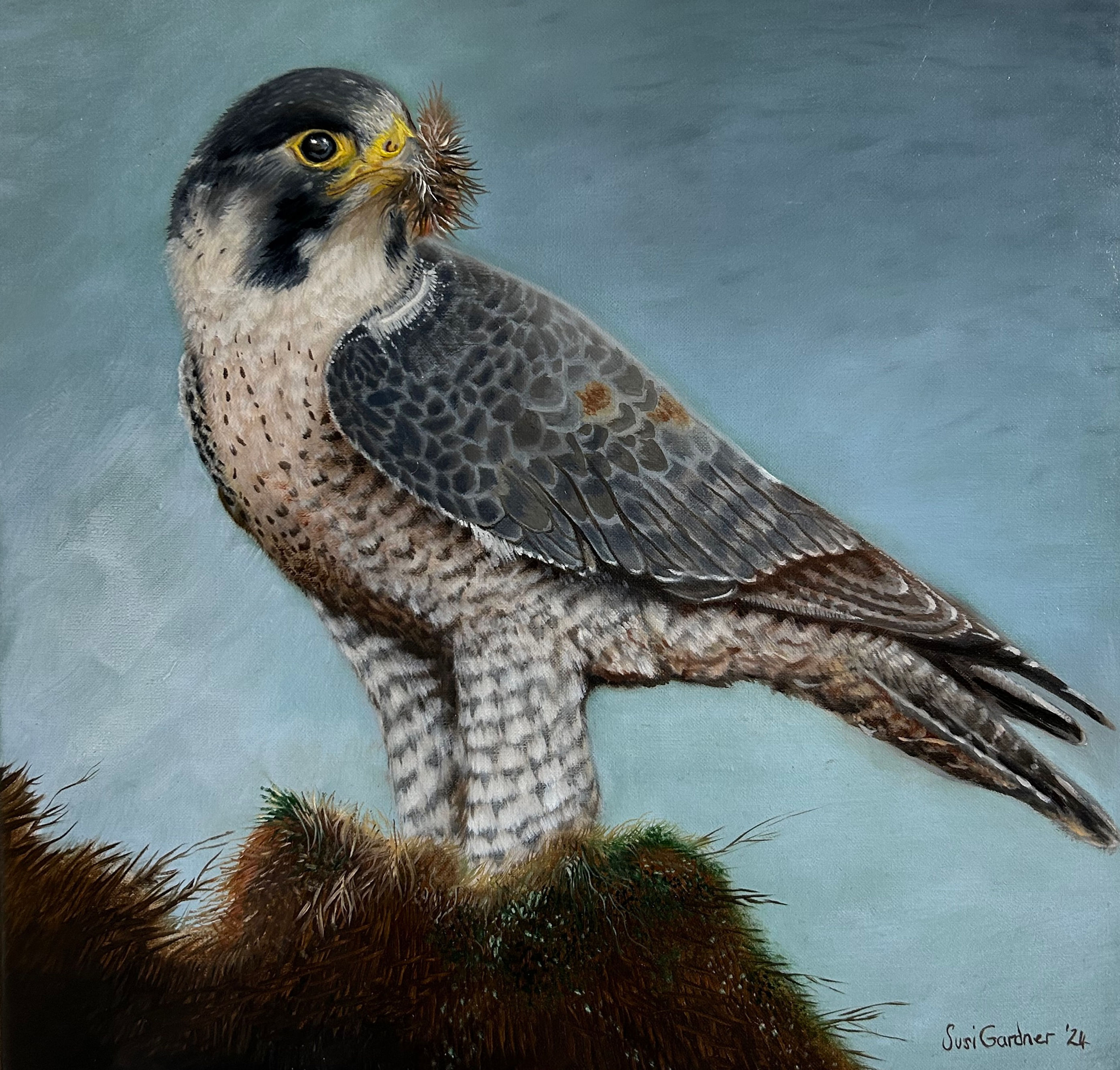 Majestic (Original Peregrine Falcon) Award winning