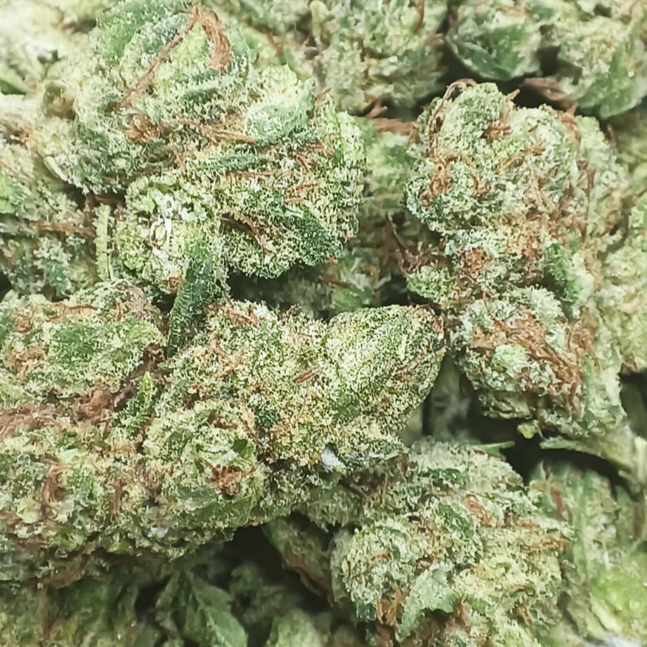 Green poison small CBD Premium Indoor Hydro Suisse