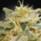 CBDrelief-paradise-seeds-amsterdam-flower