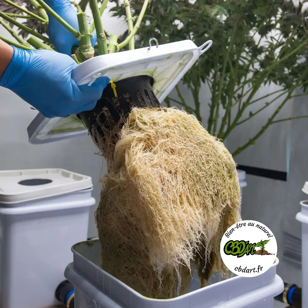 Culture hydroponie CBD