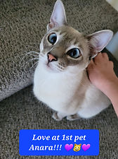 HouseSitterVancouver.com