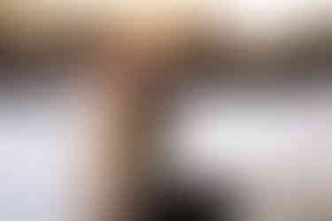 Elopement at the Lyman Estate