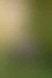 Spring Engagement Session