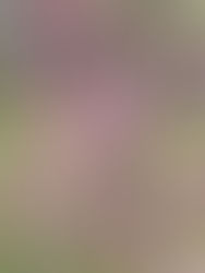 くりくり写生会のお知らせ