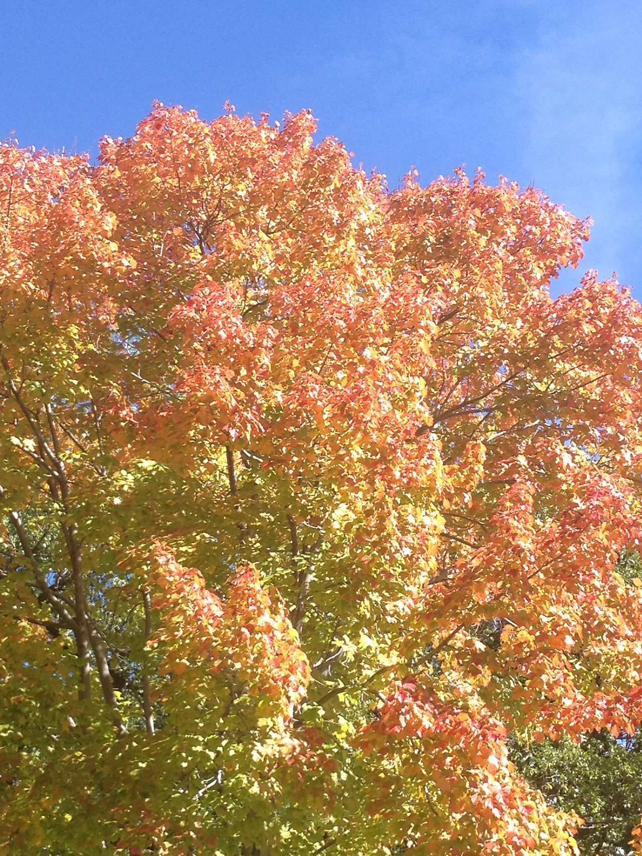 fallcolours