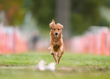 clover fcat 7 BEST.jfif