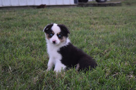 Previous puppy - sitting in grass