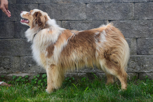 Ace, profile, standing