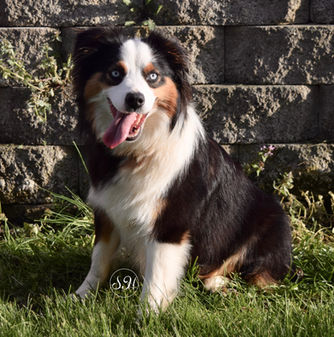 Gem, profile, left, sitting