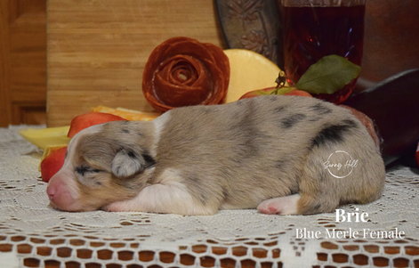 Brie, blue merle female, left side