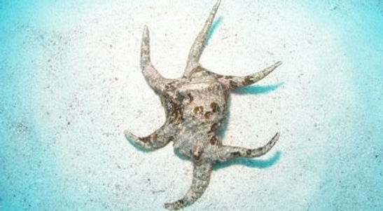 %E3%82%B9%E3%82%A4%E3%82%B8%E3%82%AC%E3%