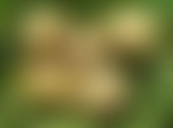 Planting Early Potatoes