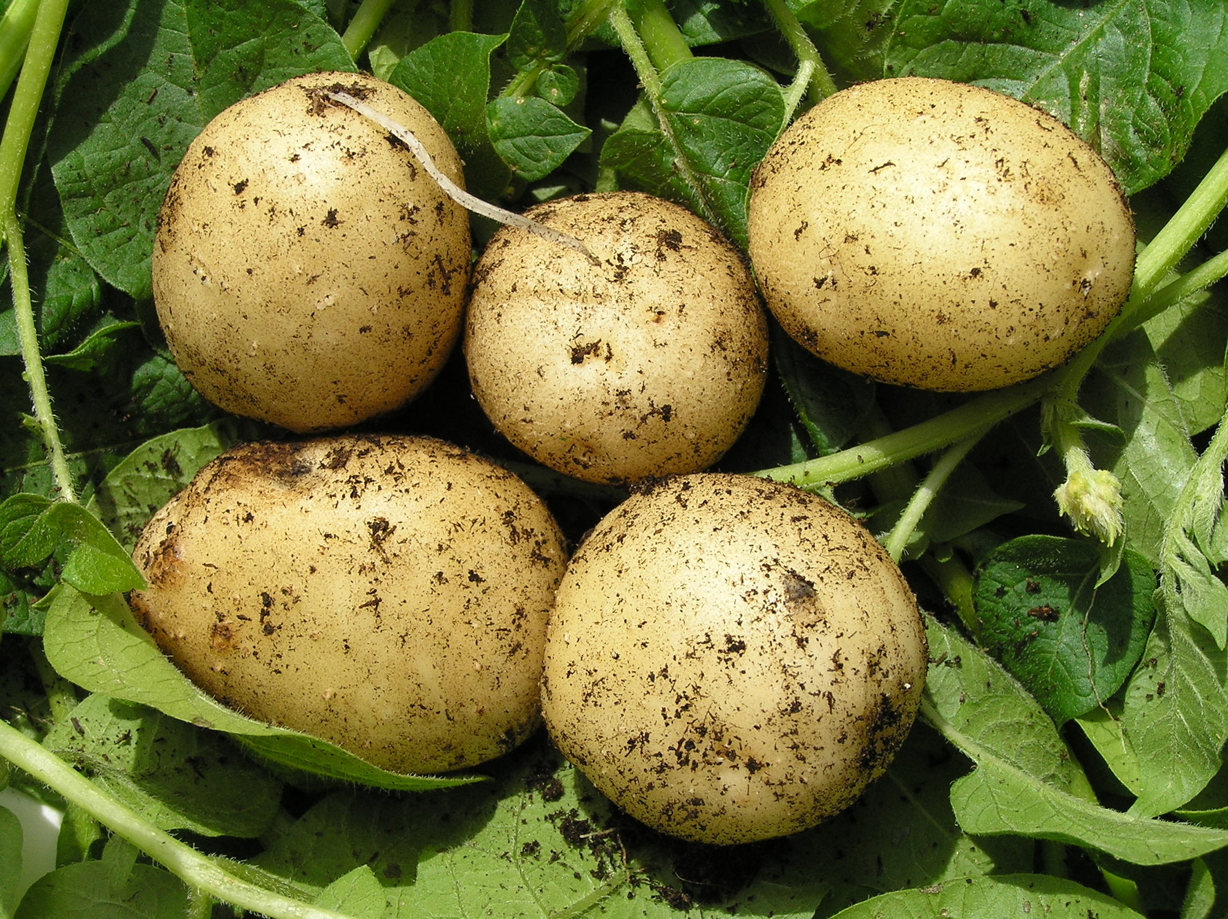 Planting Early Potatoes