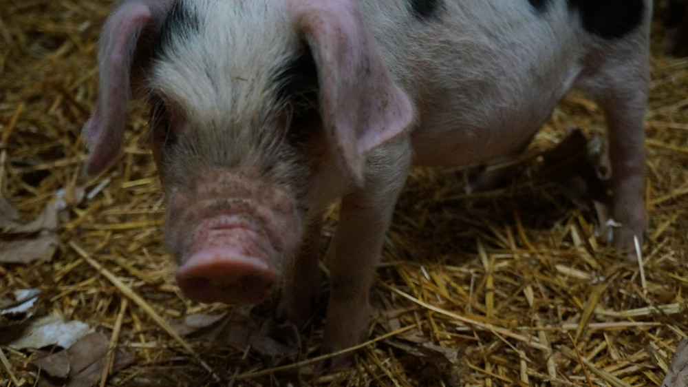 Piglet at Gold Oak Farm