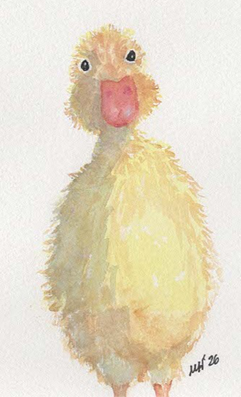 yellow, duckling on white background