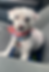 Buddy Boy