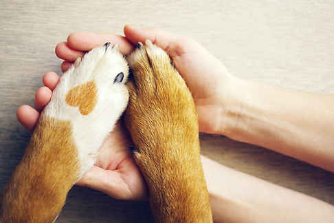 Dog paws with a spot in the form of heart and human hand close up, top view. Conceptual im