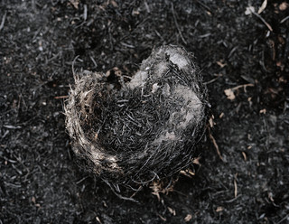 empty nest 001a.jpeg