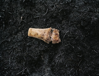 big bone 2.jpeg