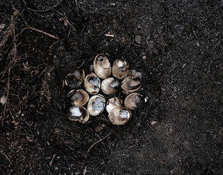 nest with eggs 002.jpeg
