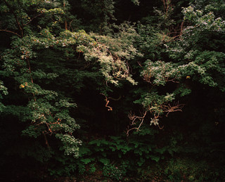 Edge of a forest 87.jpeg