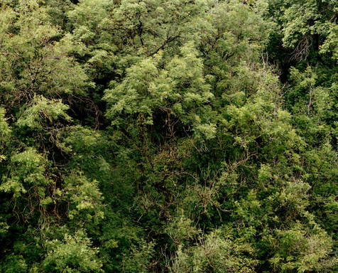 egde of a summer forest 8tif.jpeg