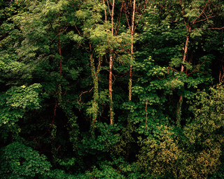 Forest 22 001.jpeg