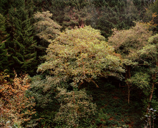 Edge of the Forest02.jpeg