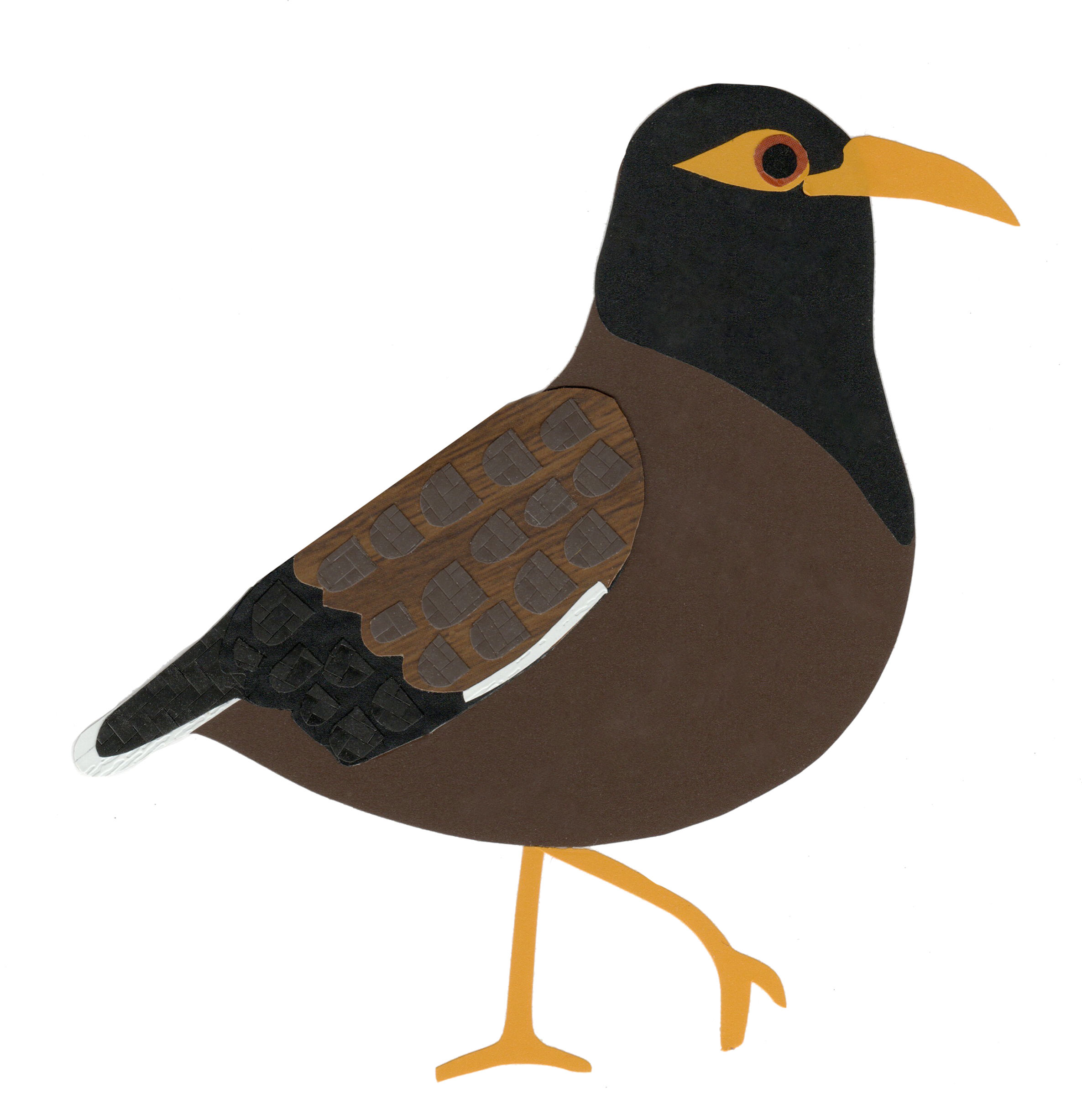 Myna Bird - original collage