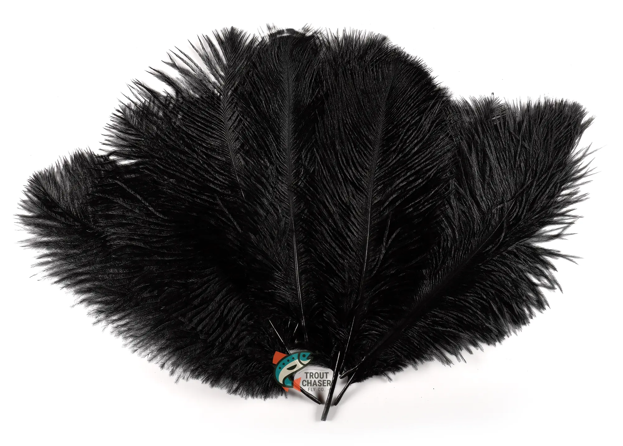 TCFC Ostrich Feathers