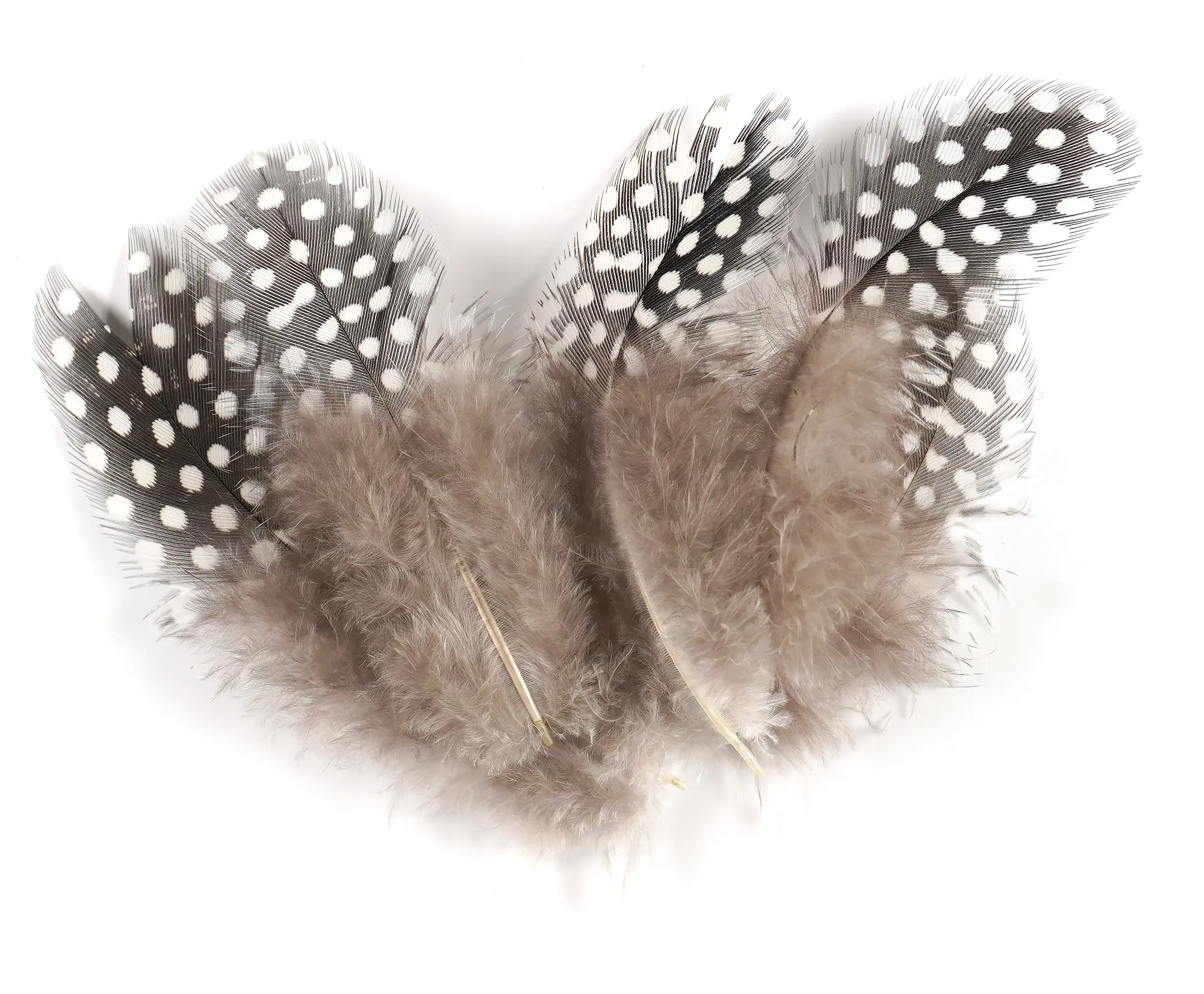 TCFC Select Guinea Feather