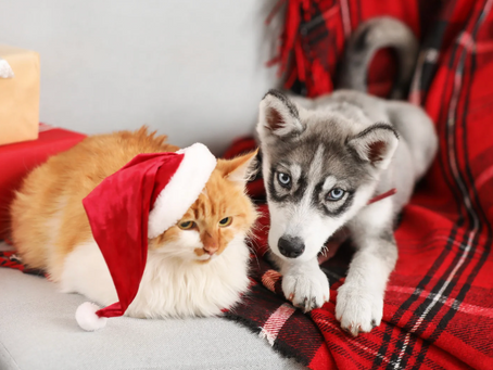 Veterinarian Recommended Christmas Gifts For Your Pets